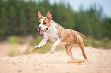 American staffordshire terrier dog running on the beach