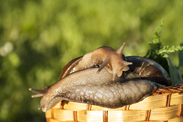 Two snails hug in basket in garden