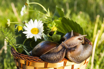 Two snails hug in basket