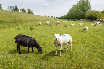 Obraz premium Recently shorn sheep in the meadow
