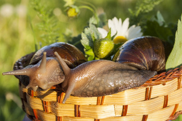 Two snails hug in basket in garden