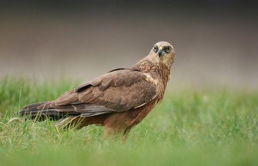 Marsh harrier