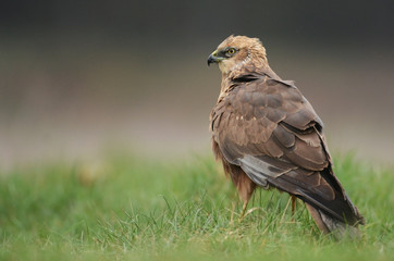 Marsh harrier