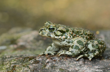 Green toad