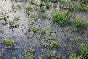 Obraz na płótnie Canvas Wetlands rainy season