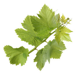 Grape branch with green leaves, isolated on white