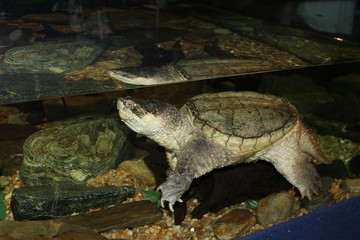  Turtle © Reklamatic