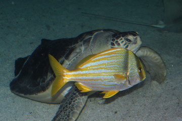 Sea turtle © Reklamatic