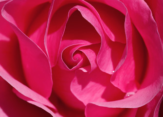 fuchsia color rose