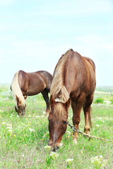 Obraz premium Two beautiful horses grazing on meadow