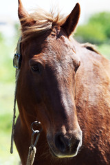 Naklejka premium Portrait of beautiful brown horse, outdoors