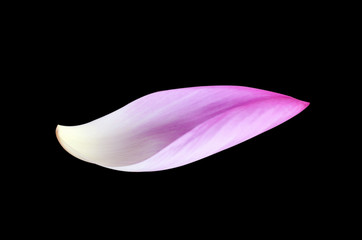 Obraz premium lotus petals