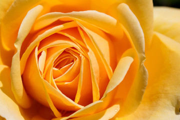 beautiful yellow rose close up