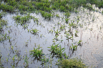 Wetlands rainy season