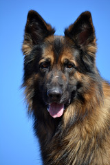German shepherd