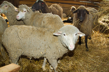 Obraz premium Sheep on a farm