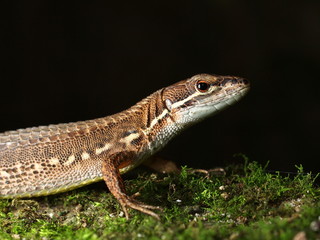 ニホンカナヘビ