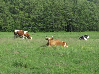Fototapeta na wymiar Cows graze in the meadow in the summer.