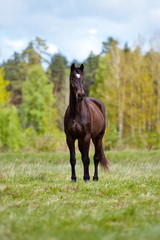 brown horse standing on a field