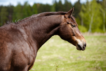 Obraz na płótnie Canvas brown horse portrait