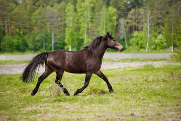 brown horse running on a field
