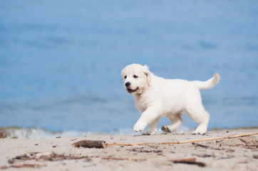 adorable golden retriever puppy on a beach