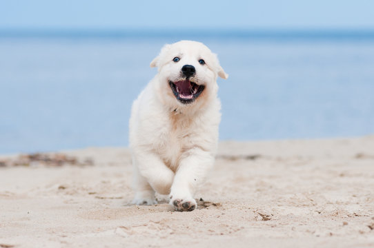 happy golden retriever puppy running