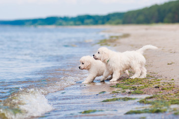 two adorable puppies on a beach © otsphoto