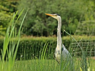 Graureiher (Ardea cinerea) auf der Jagd am Teichufer 
