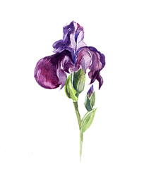 the iris flowers watercolor isolated on the white background. - 84379222
