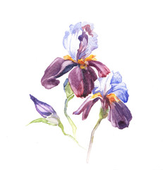 the iris flowers watercolor isolated on the white background. - 84379225
