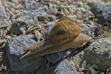 Snail on the rocks