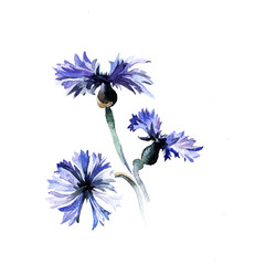 The blue flowers watercolor isolated on the white background - 84379240