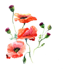 the poppy watercolor isolated on the white background