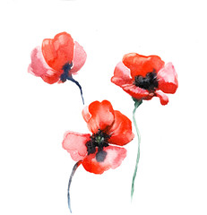 the poppy watercolor isolated on the white background - 84379277