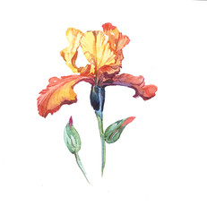 the iris flowers watercolor isolated on the white background. - 84379285