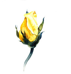 the blossom of the yellow rose isolated on the white background - 84379286