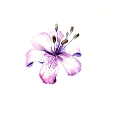 the raw flower lily wercolor isolated on the white background - 84379290