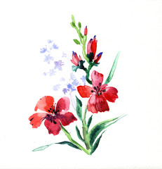 the lily watercolor flowers isolated on the white background