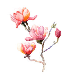 the magnolia watercolor isolated on the white background