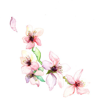 The spring  branch dissolve flowers watercolors isolated on the white background