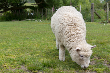 Obraz premium Sheep on green grass and blue sky in New Zealand