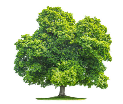Green maple tree isolated on white background