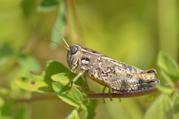 Locust on leaf