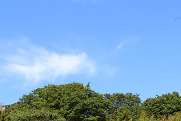 木々と空
