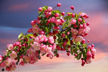 Photo sur Plexiglas Lilas Zierapfel-Blütenzweig im Abendrot