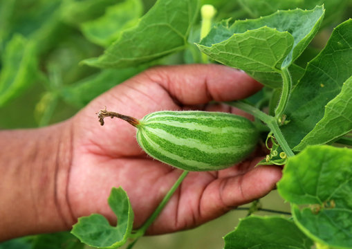 Hand holding green pointed gourd
