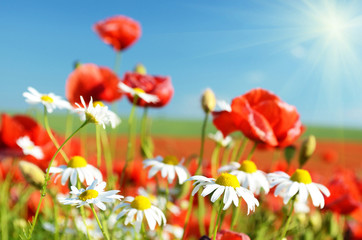 Naklejka premium Camomile flower on a background of poppies and sky in pastel col