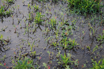 Wetlands rainy season