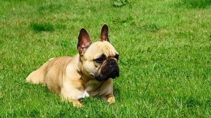 bouledogue français attentif,écoute, dans le jardin